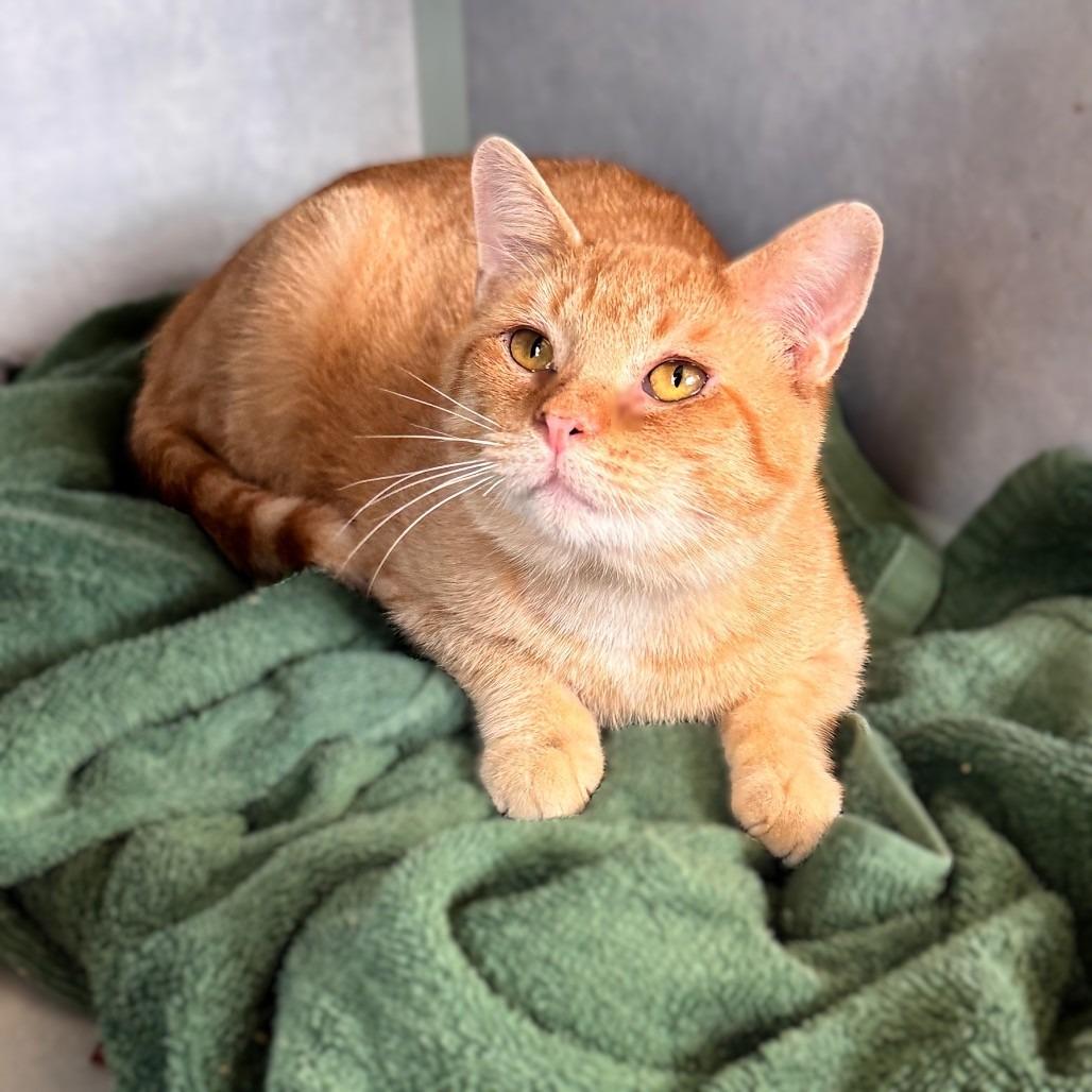 Sawyer, a Adoptable Domestic Short Hair in Richland, MI image 3/5