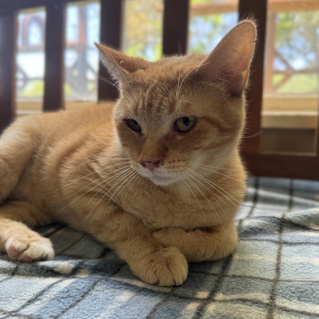 Sawyer, a Adoptable Domestic Short Hair in Richland, MI image 4/5