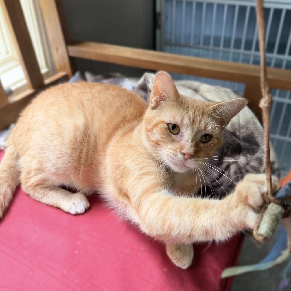 Enlarge Sawyer, a Adoptable Domestic Short Hair in Richland, MI image 5/6