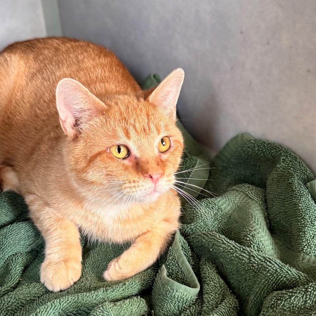 Sawyer, a Adoptable Domestic Short Hair in Richland, MI image 5/5