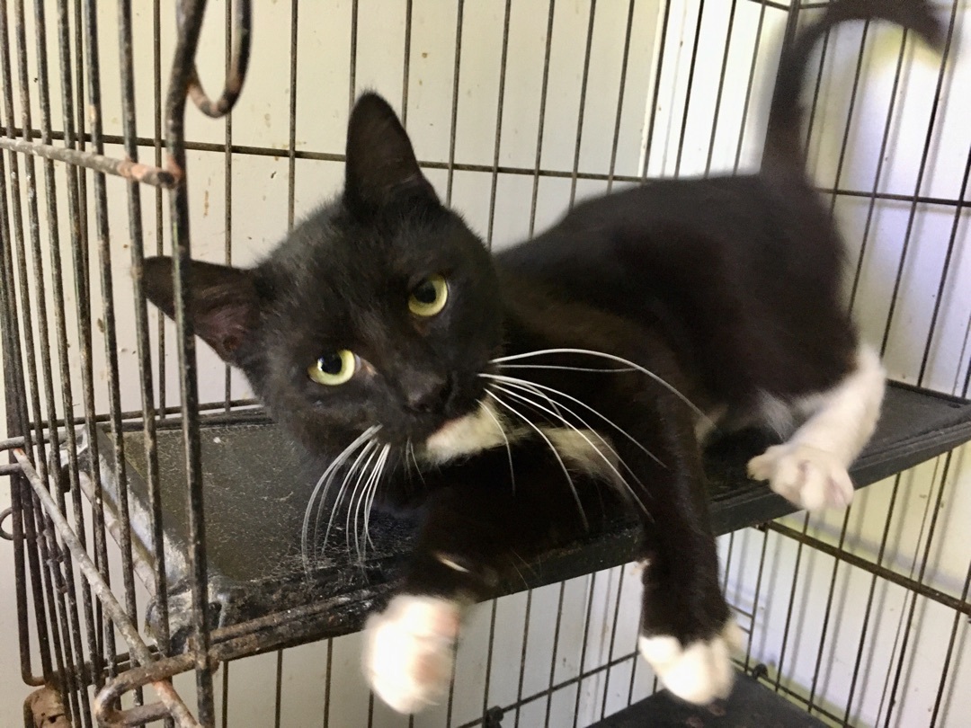 Kayla, Adoptable, Young Female Domestic Short Hair.