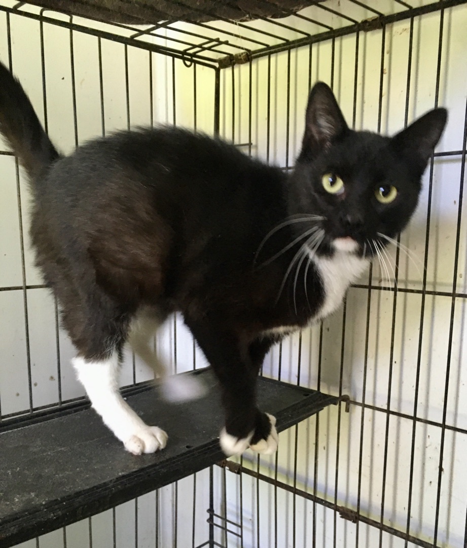 Kayla, a Adoptable Domestic Short Hair in Stuart, VA image 2/4