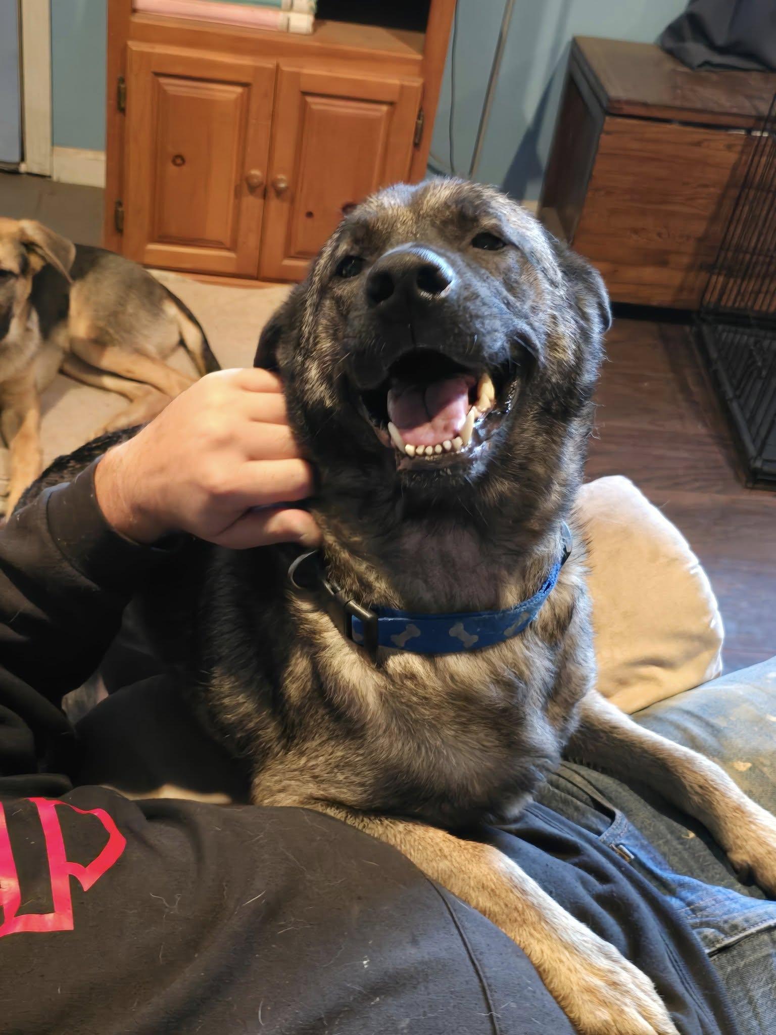 Sura, a ADOPTABLE mixed breed in Traverse City, MI image 1/4