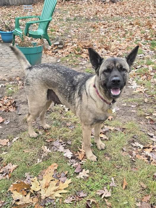 Sura, a ADOPTABLE mixed breed in Traverse City, MI image 2/4