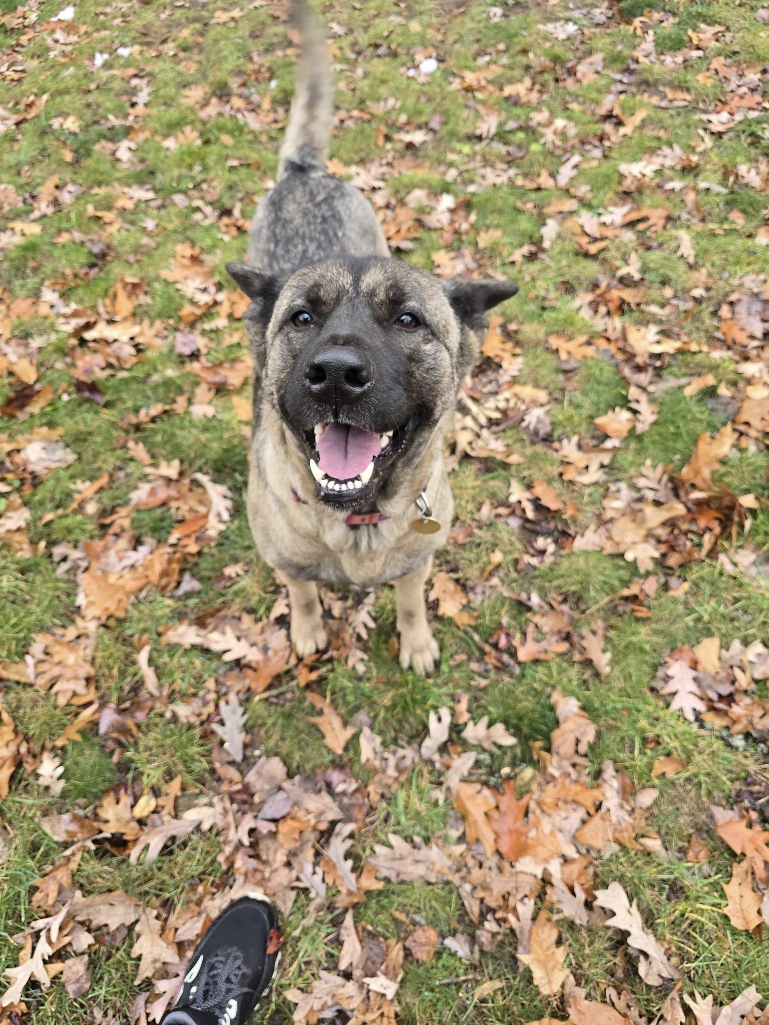 Sura, a ADOPTABLE mixed breed in Traverse City, MI image 3/4