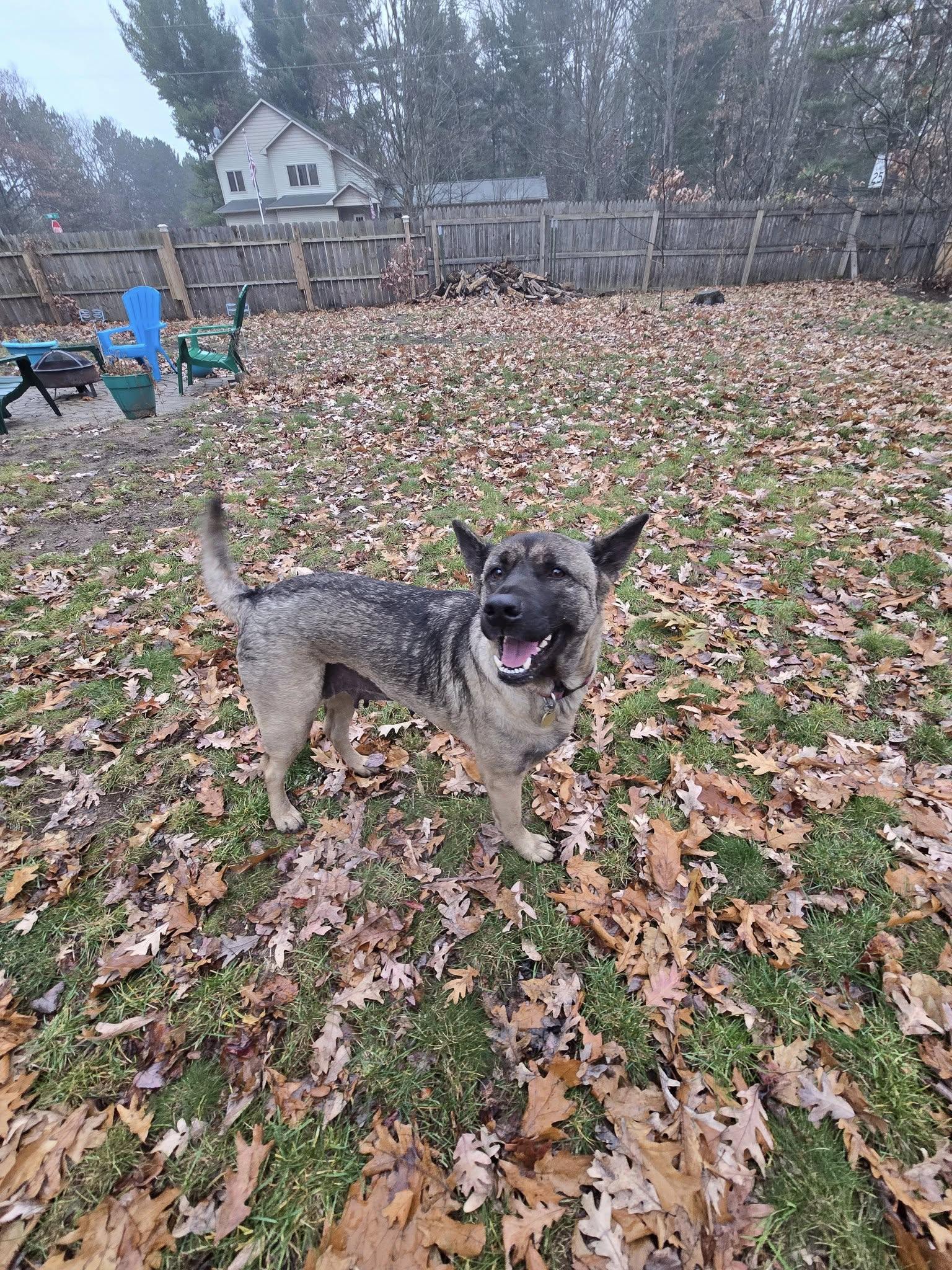 Sura, a ADOPTABLE mixed breed in Traverse City, MI image 4/4