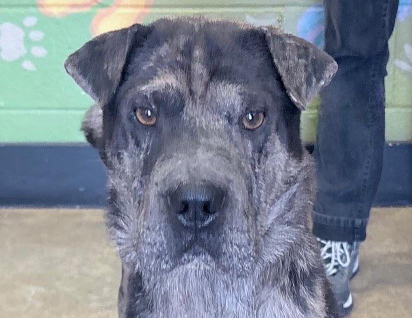 Enlarge Simon, a ADOPTABLE mixed breed in Columbus, IN image 3/3