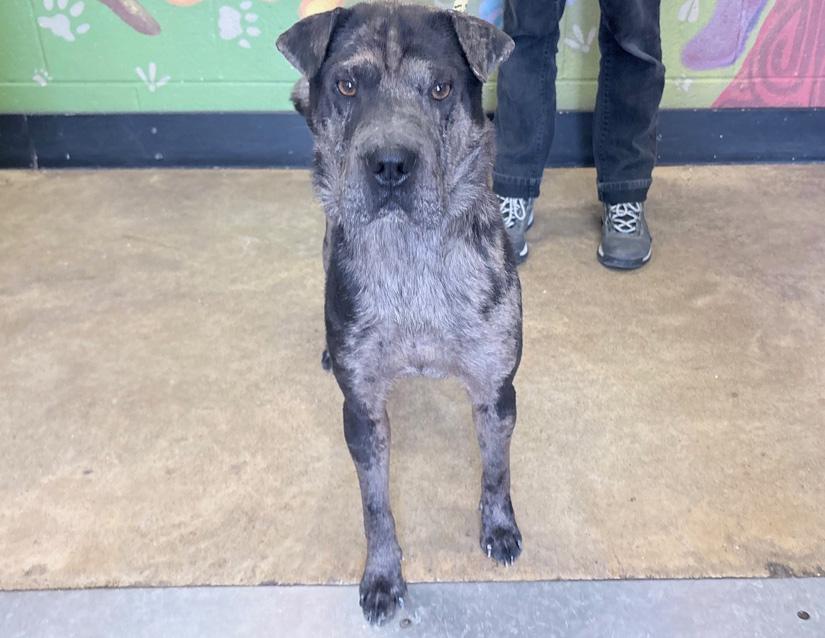 Simon, ADOPTABLE, Adult Male Shar-Pei.