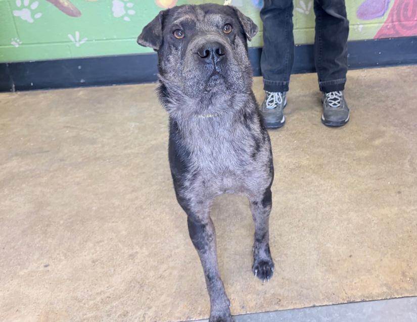 Enlarge Simon, a ADOPTABLE mixed breed in Columbus, IN image 2/3