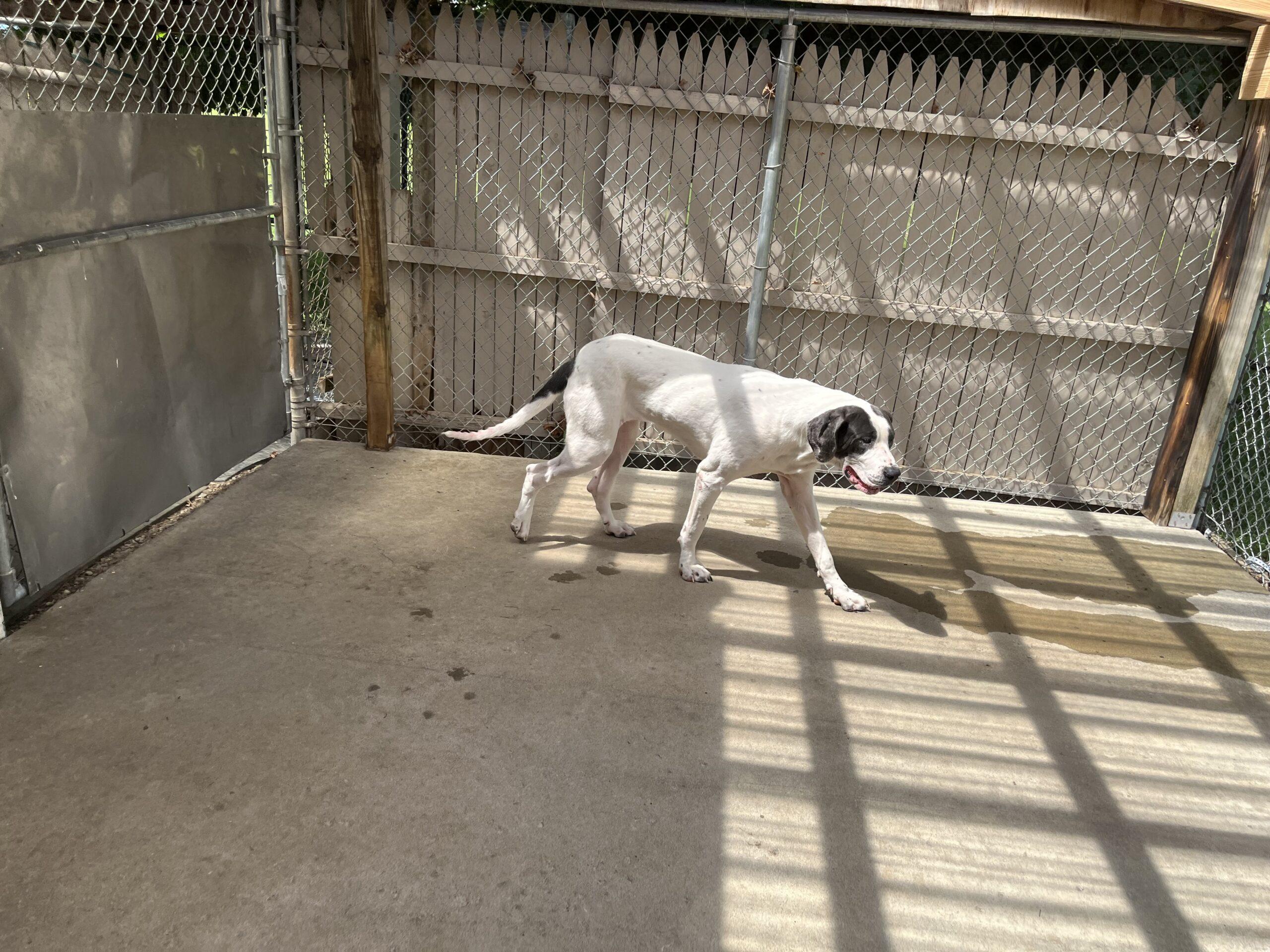 Enlarge Roxy, a ADOPTABLE Great Dane in Albany, NY image 3/3