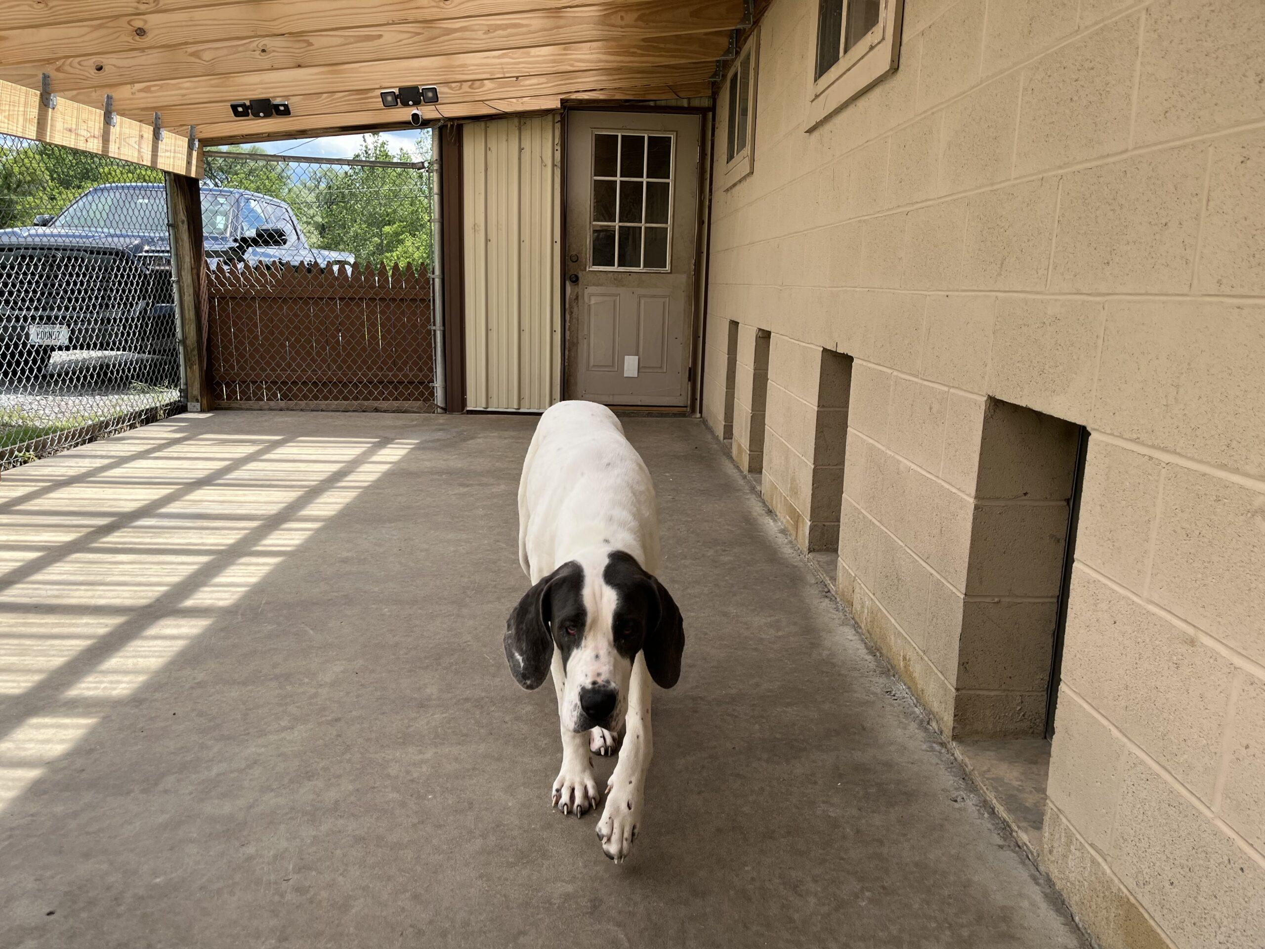 Roxy, ADOPTABLE, Young Female Great Dane.