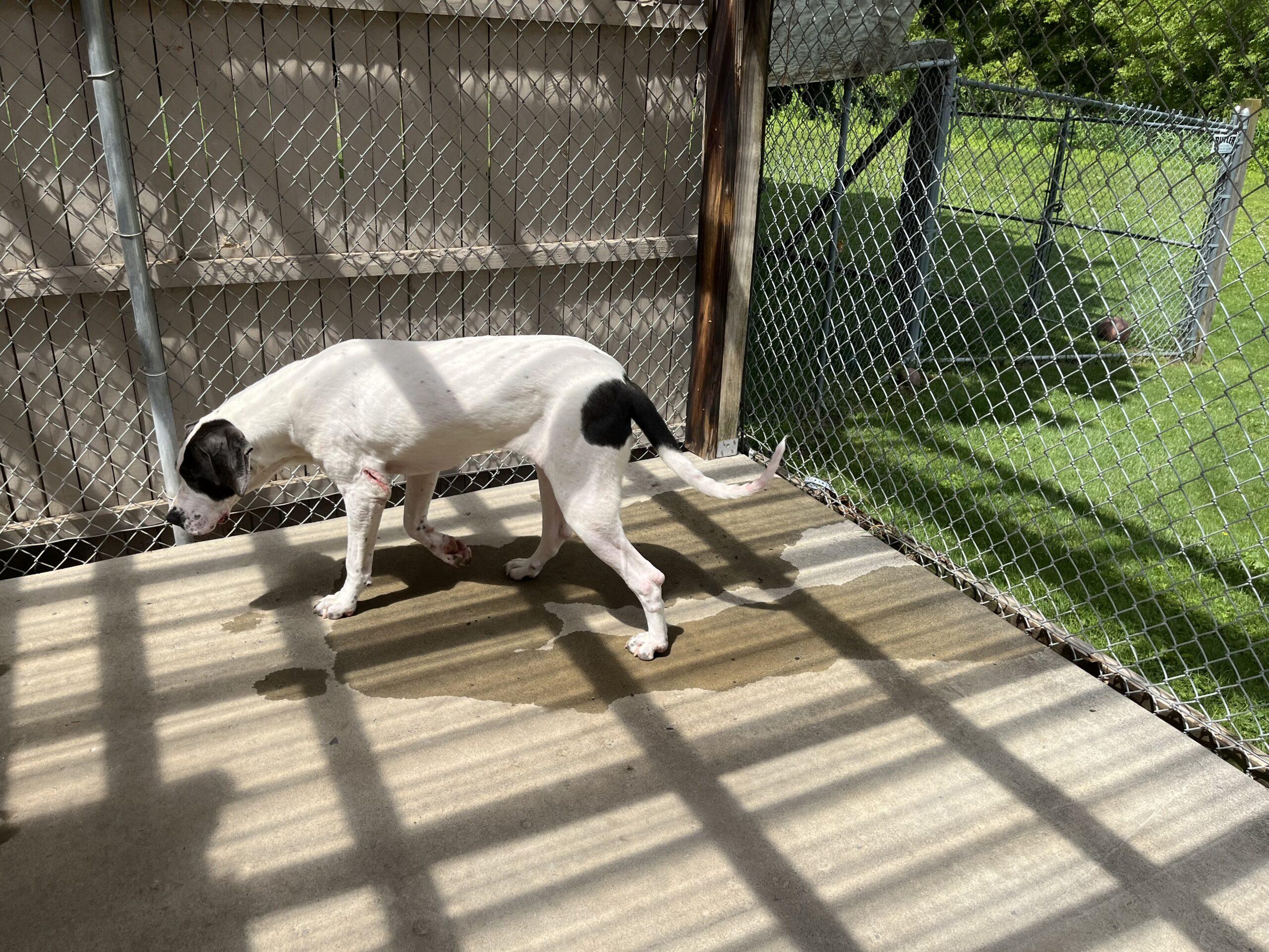 Enlarge Roxy, a ADOPTABLE Great Dane in Albany, NY image 2/3