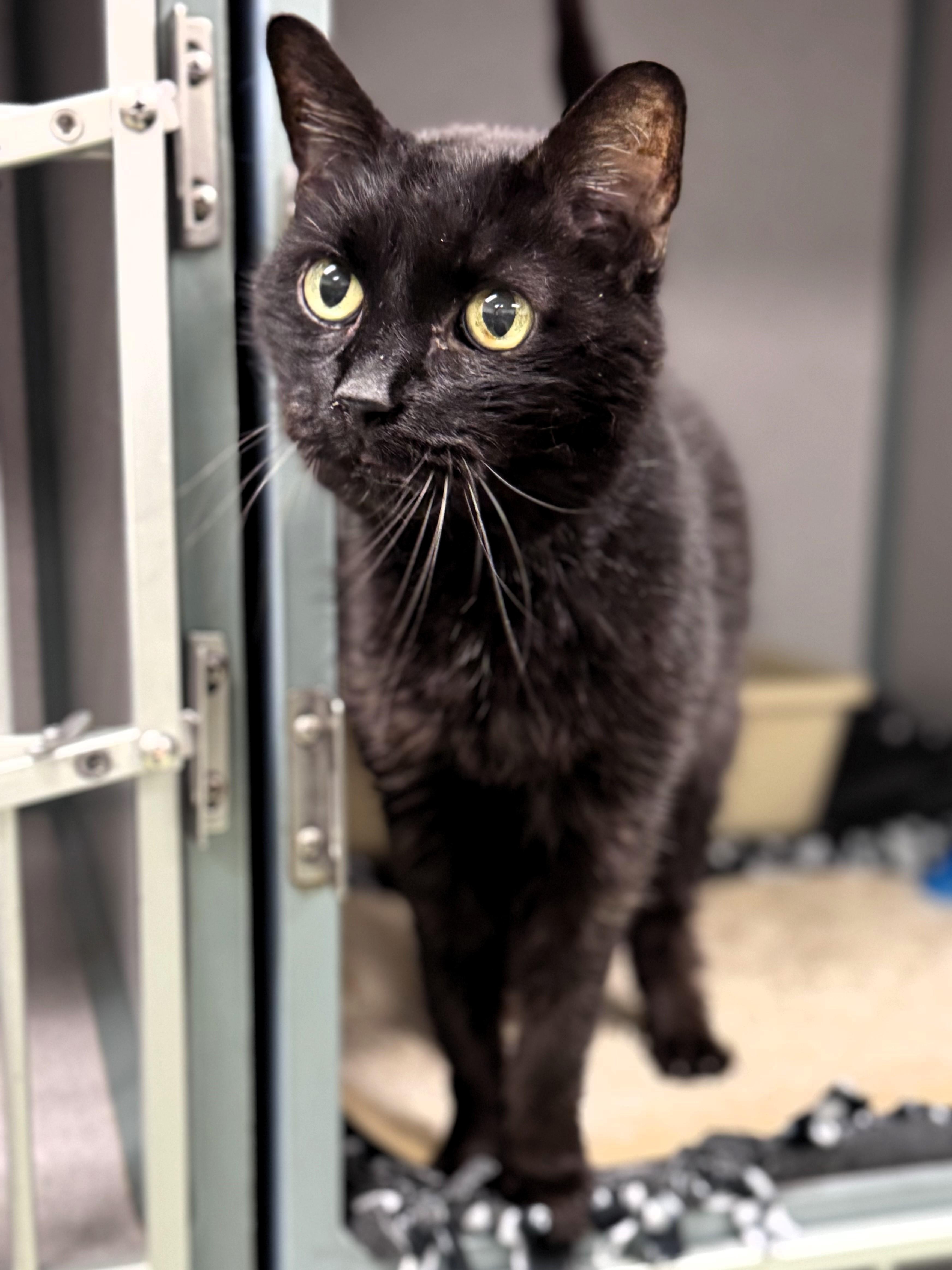 Enlarge Legacy, a Adoptable Domestic Short Hair in Pekin, IL image 1/1