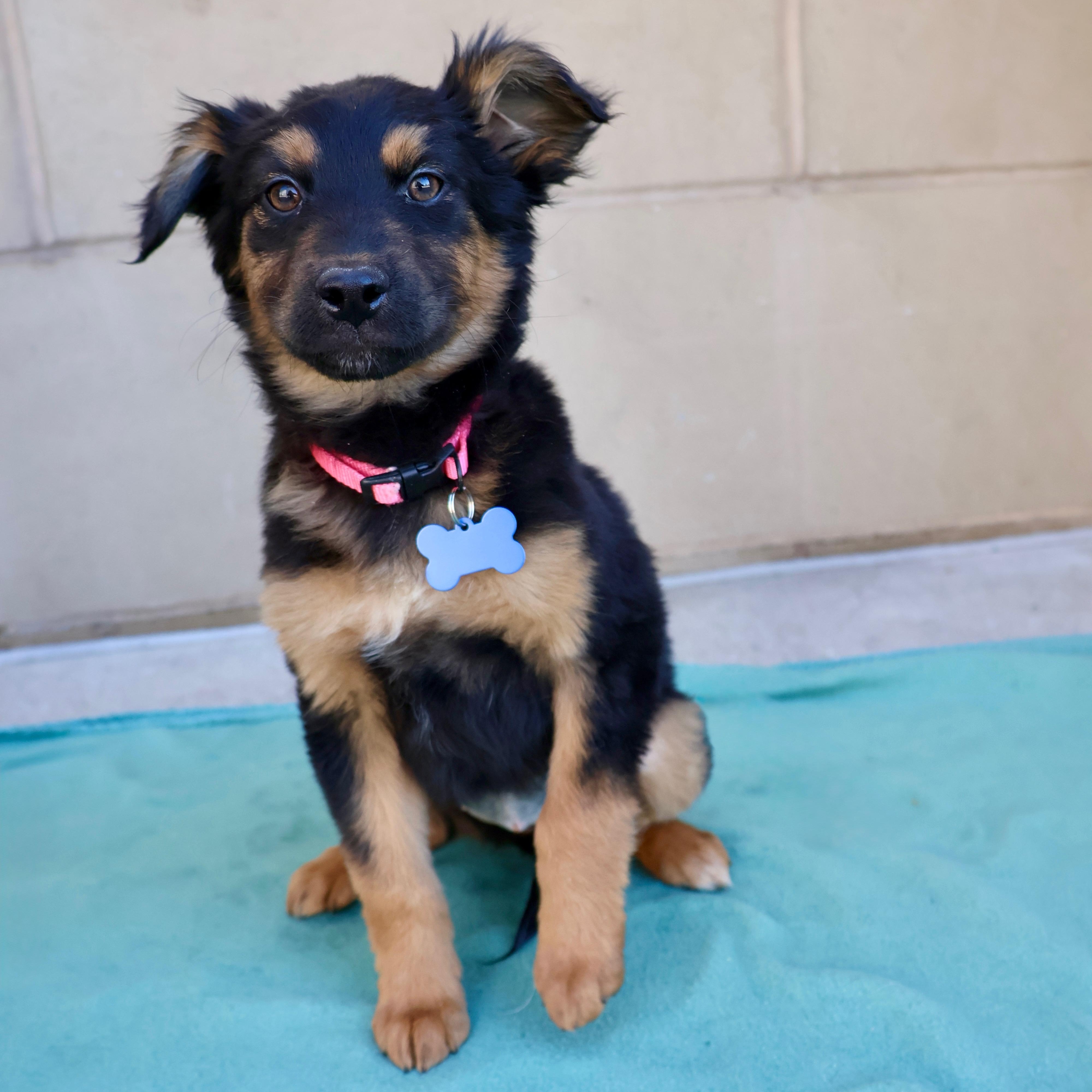 Enlarge Phoebe, a ADOPTABLE mixed breed in Fort Collins, CO image 3/6