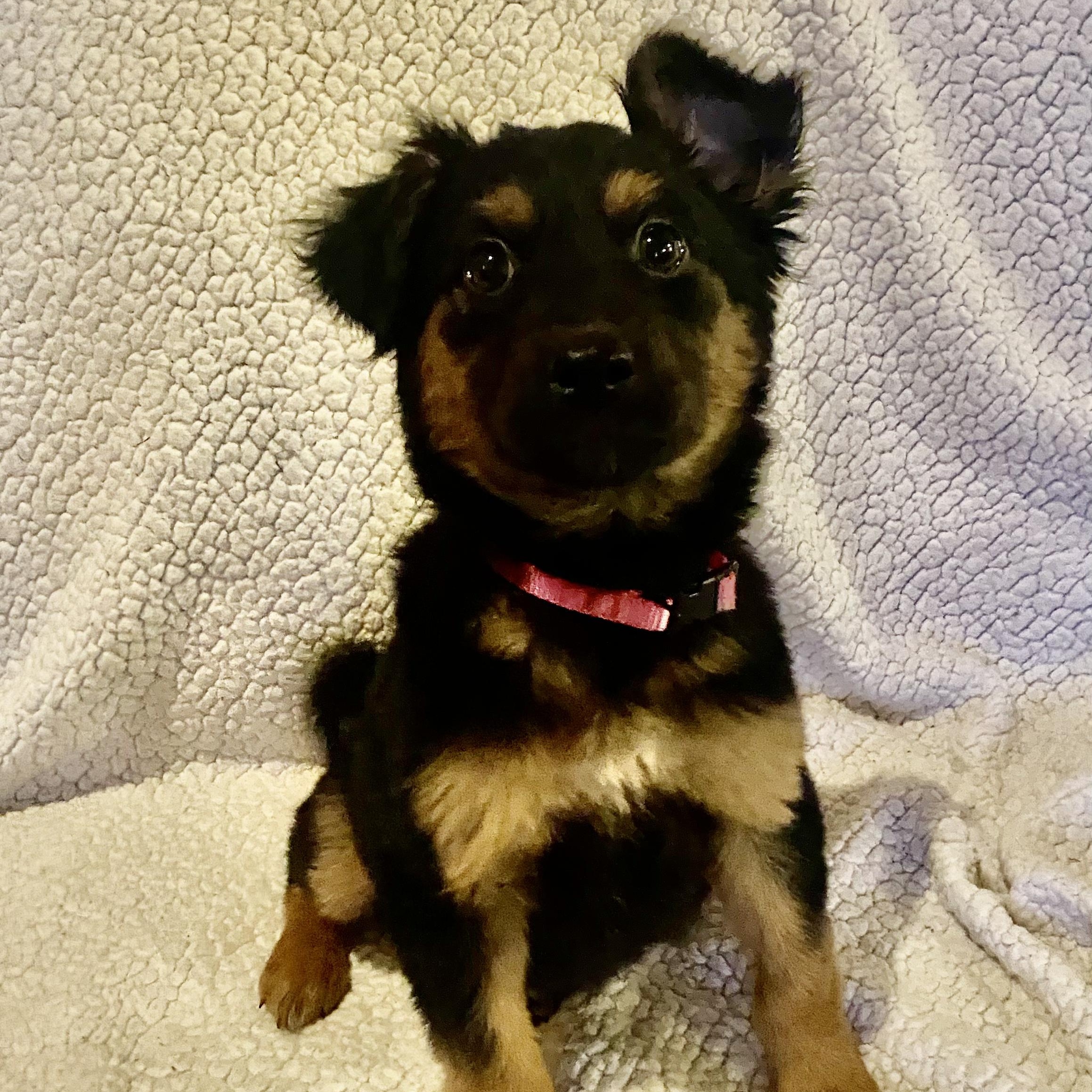 Enlarge Phoebe, a ADOPTABLE mixed breed in Fort Collins, CO image 4/6