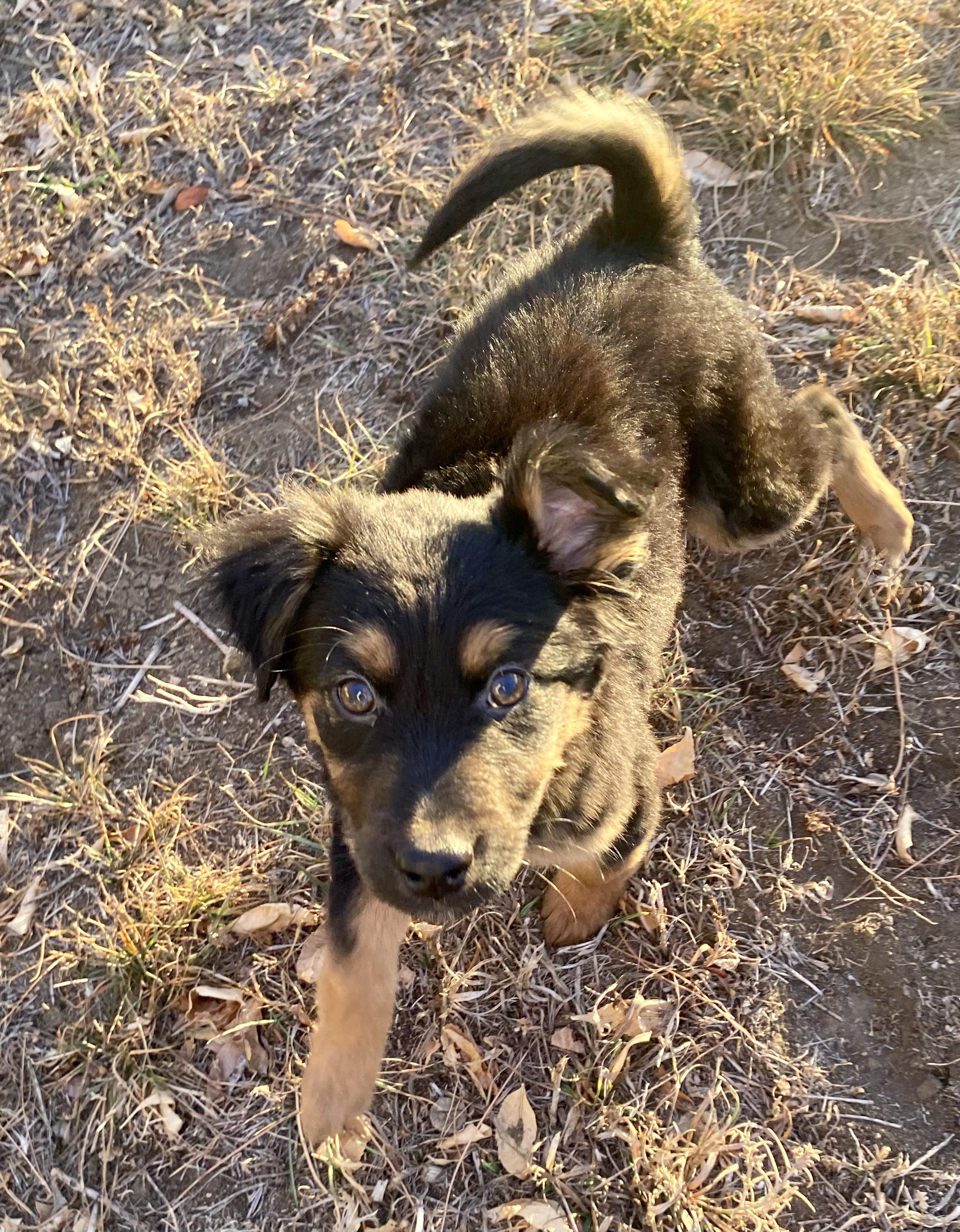 Enlarge Phoebe, a ADOPTABLE mixed breed in Fort Collins, CO image 5/6