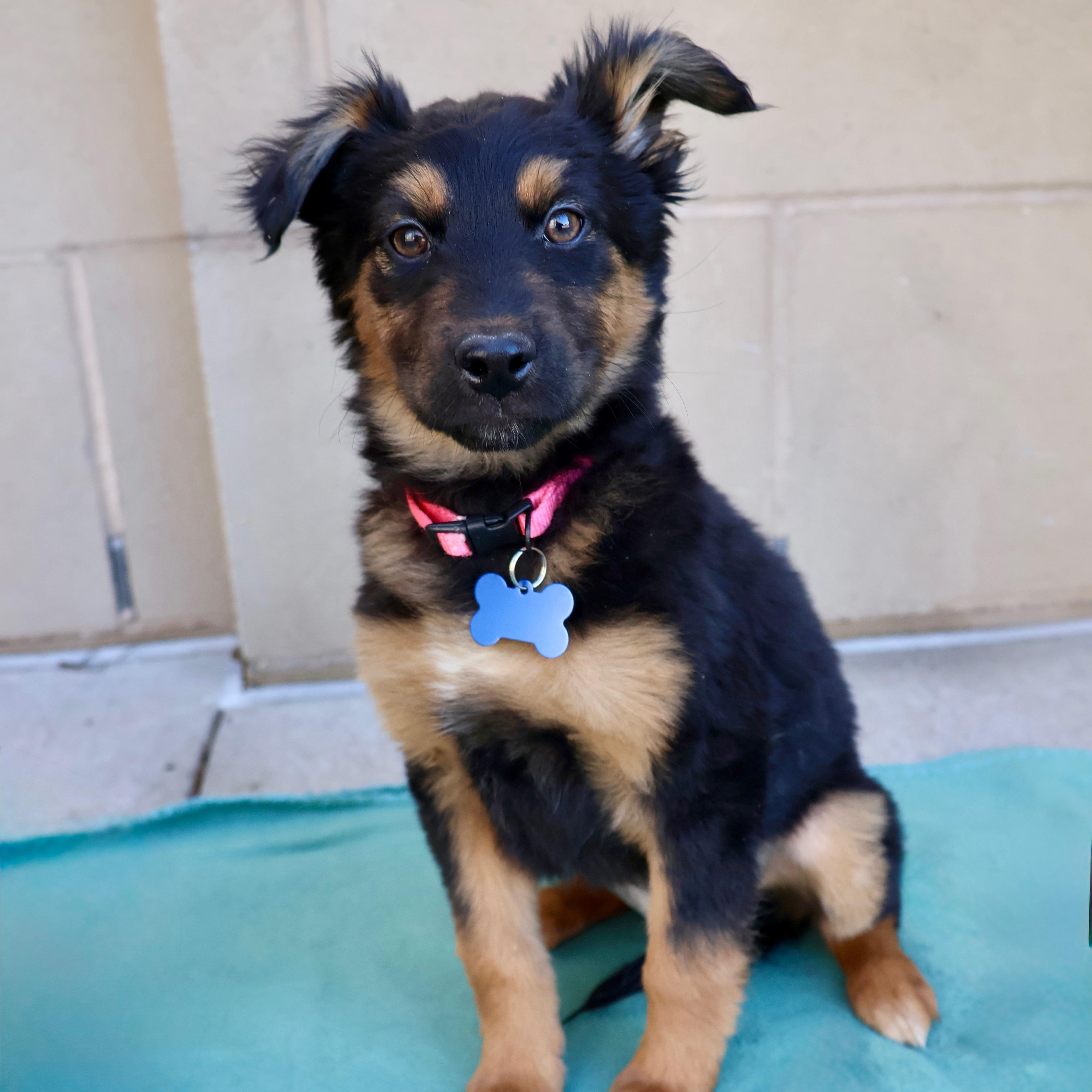 Phoebe, ADOPTABLE, Puppy Female Shepherd.