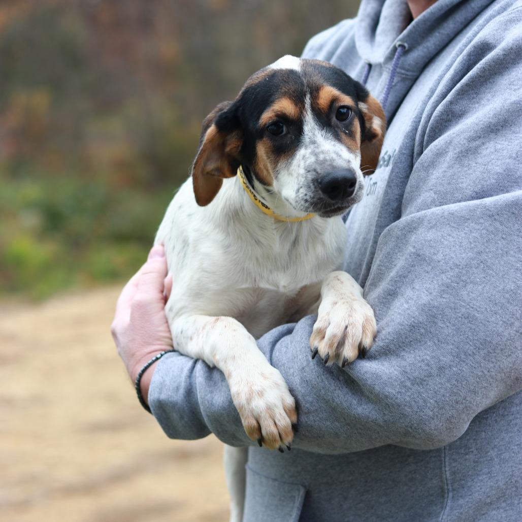 Enlarge CT Noelle, a Adoptable mixed breed in Stormville, NY image 4/5