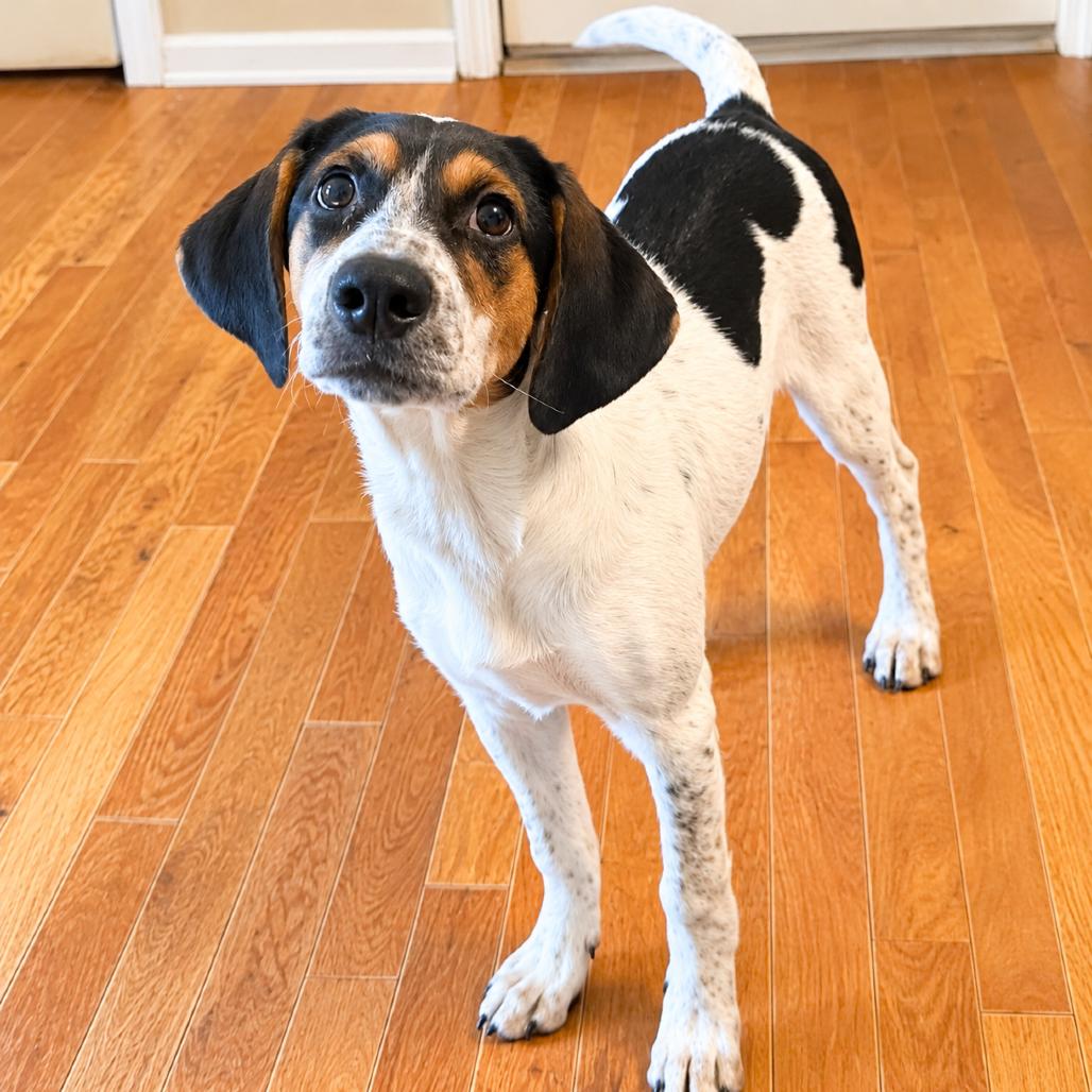 Enlarge CT Noelle, a Adoptable mixed breed in Stormville, NY image 5/5