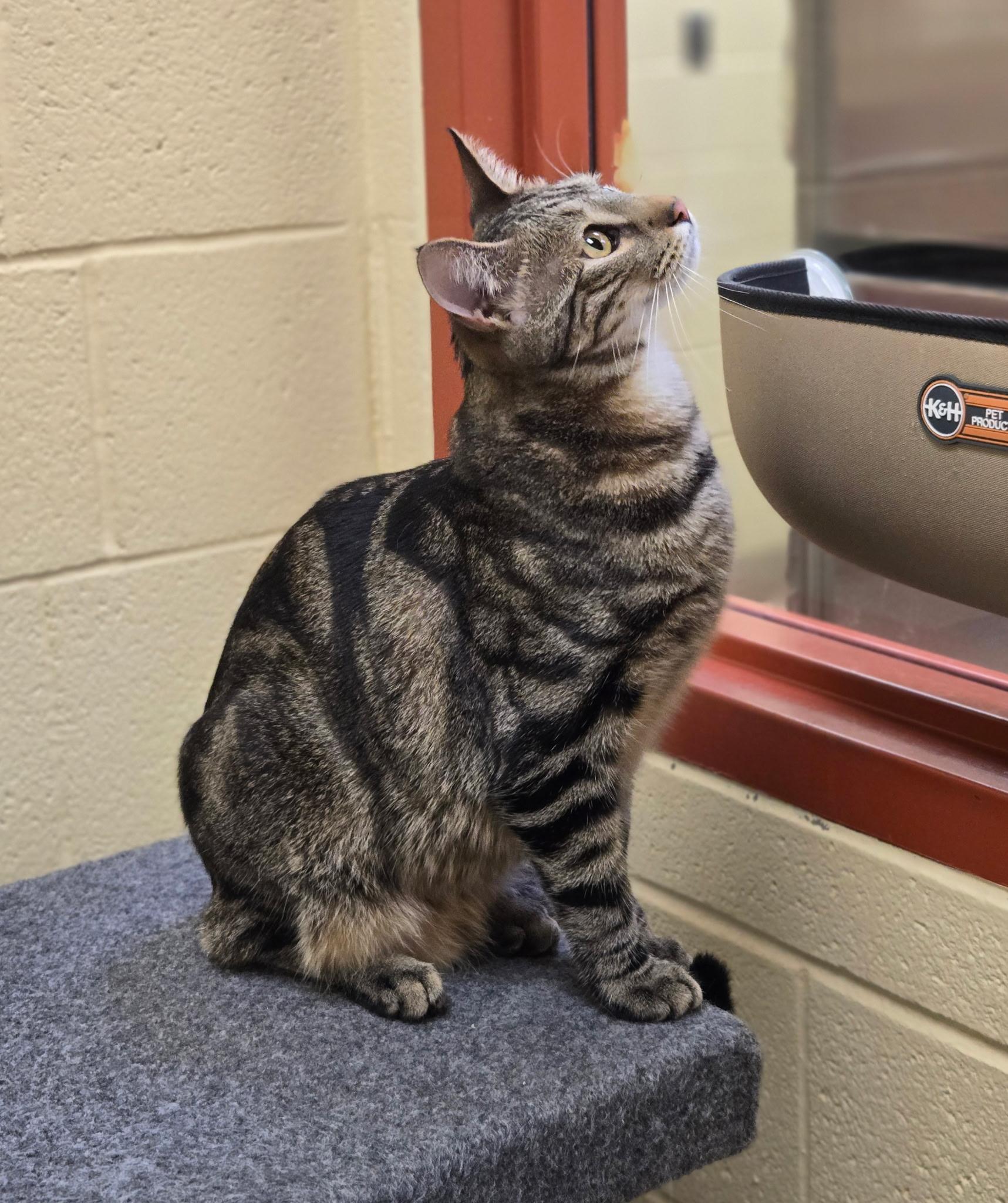 Bobbie, adopted, Young Male Domestic Short Hair.