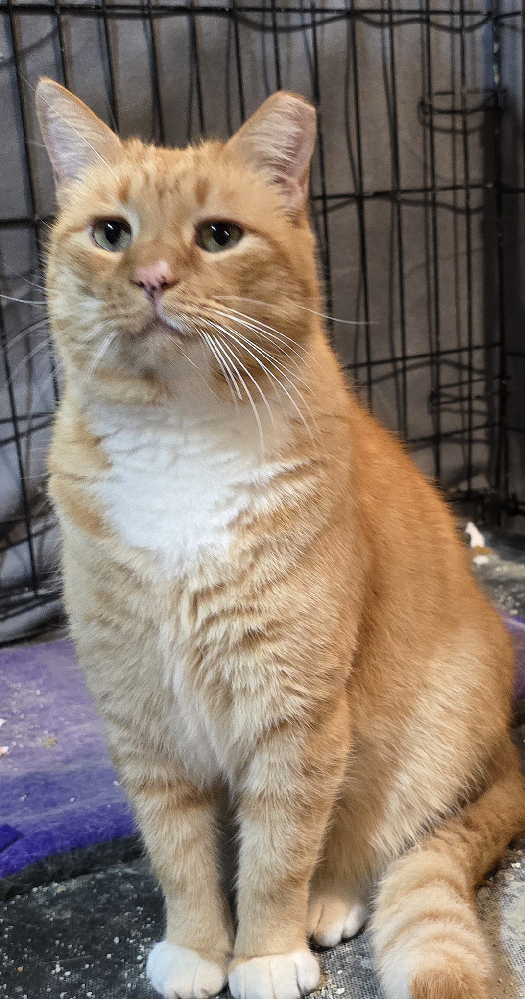 Mayor, a Adoptable Domestic Short Hair in Nottingham, MD image 4/5