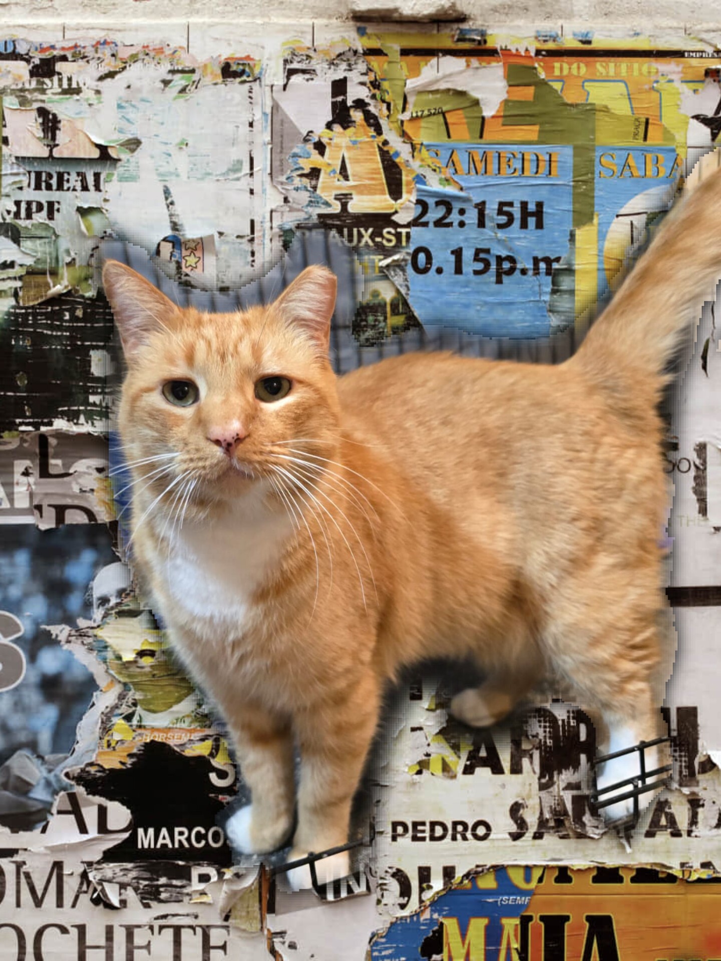 Mayor, a Adoptable Domestic Short Hair in Nottingham, MD image 5/5