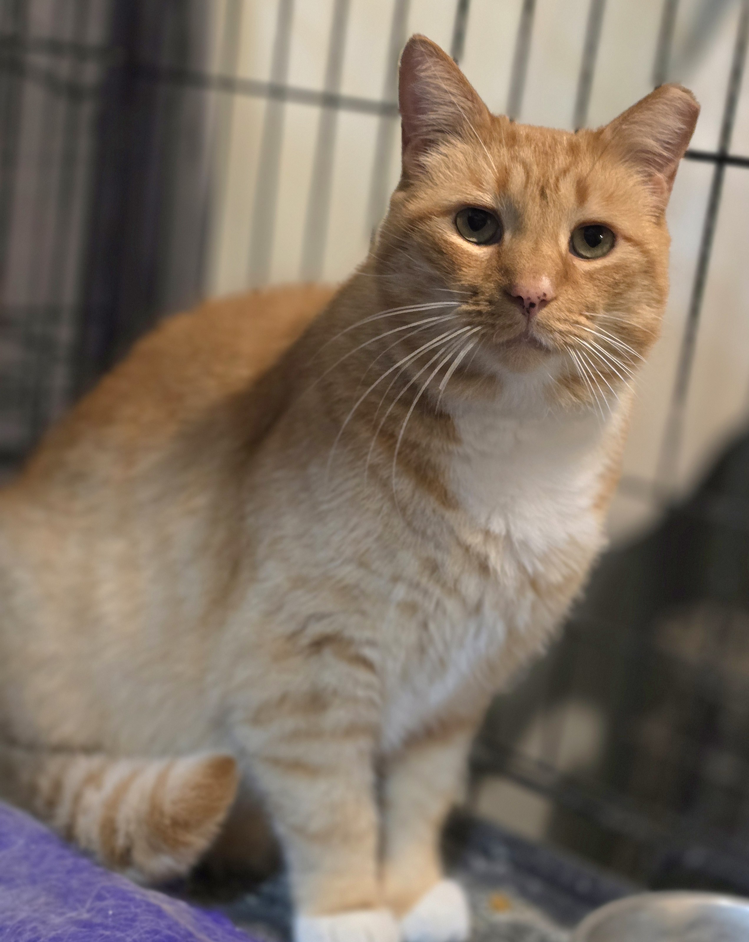 Mayor, a Adoptable Domestic Short Hair in Nottingham, MD image 2/5