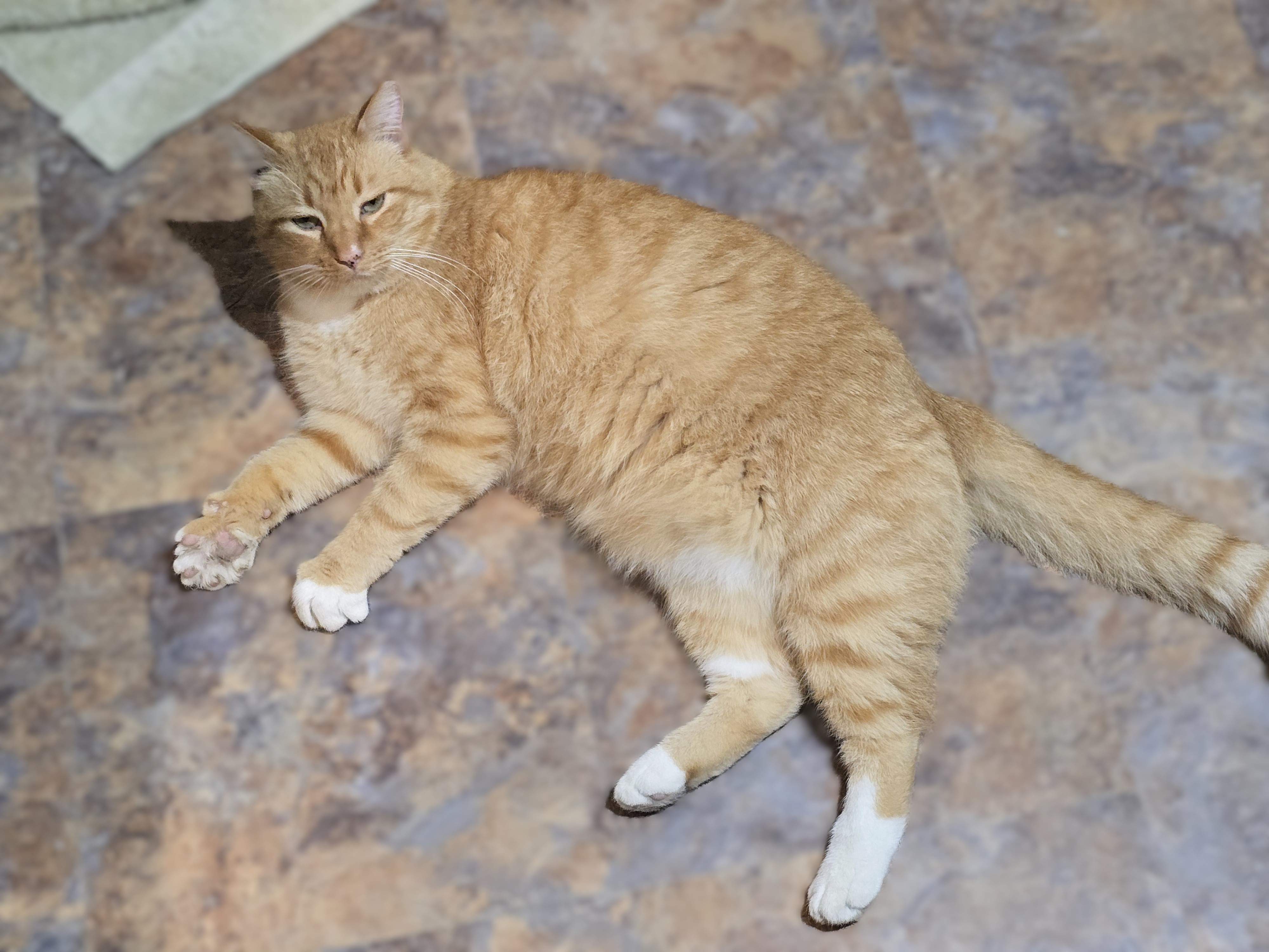 Mayor, Adoptable, Adult Male Domestic Short Hair.