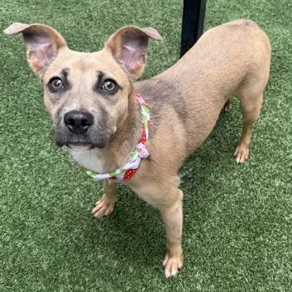 Enlarge Indy, a ADOPTABLE mixed breed in The Colony, TX image 3/3