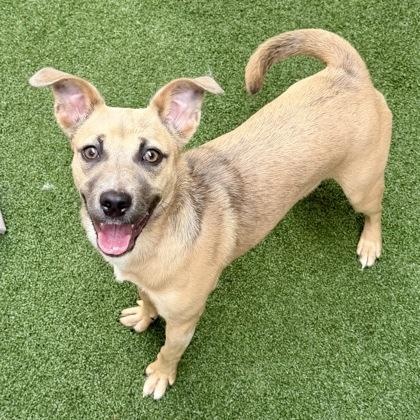 Enlarge Indy, a ADOPTABLE mixed breed in The Colony, TX image 2/3