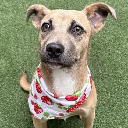 Indy, ADOPTABLE, Puppy Female Parson Russell Terrier.