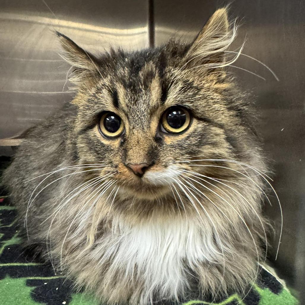 Baize 251093, Adoptable, Young Male Domestic Long Hair.