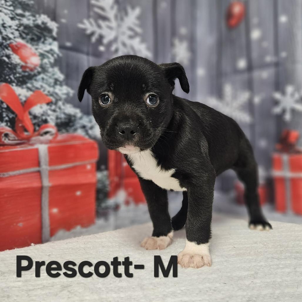 Enlarge Prescott, a Adoptable mixed breed in Griswold, CT image 2/4