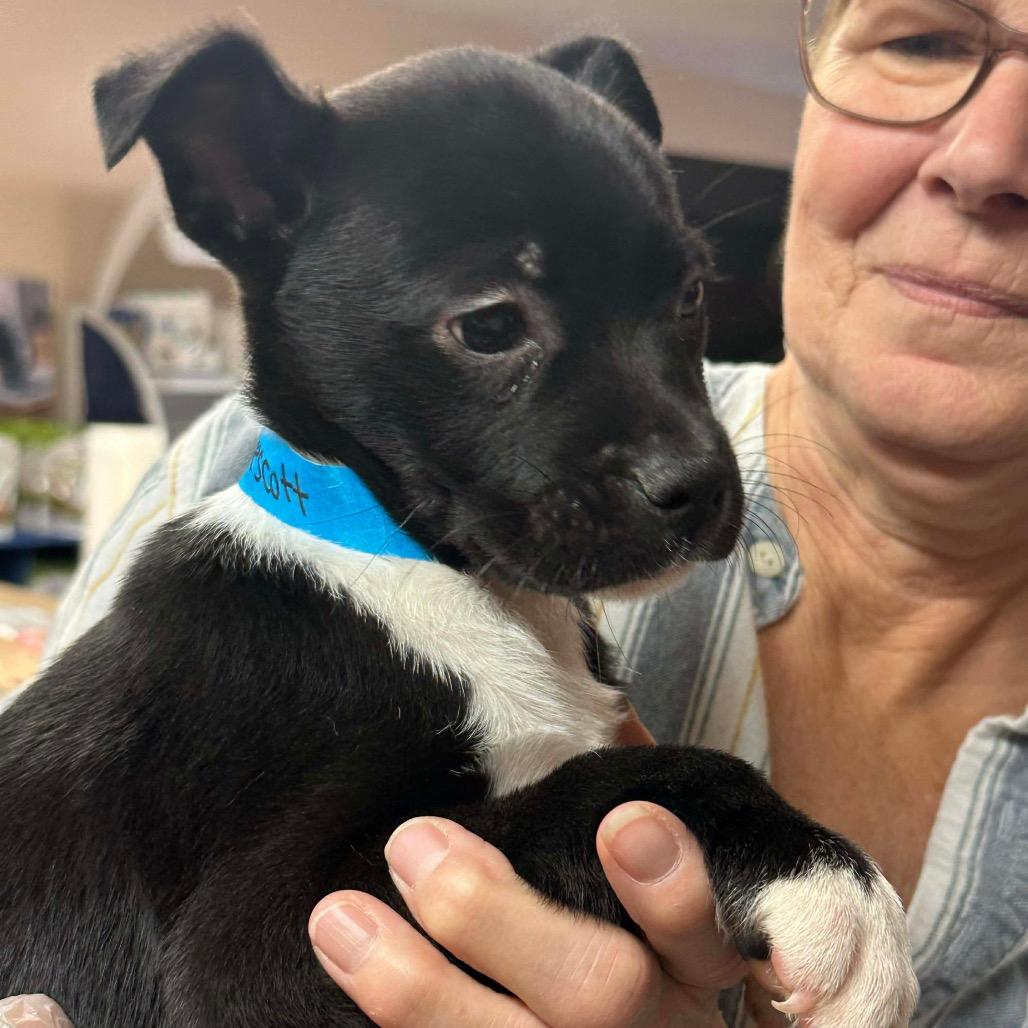 Enlarge Prescott, a Adoptable mixed breed in Griswold, CT image 3/4