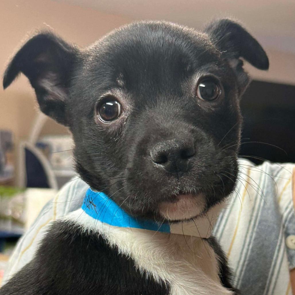 Enlarge Prescott, a Adoptable mixed breed in Griswold, CT image 4/4