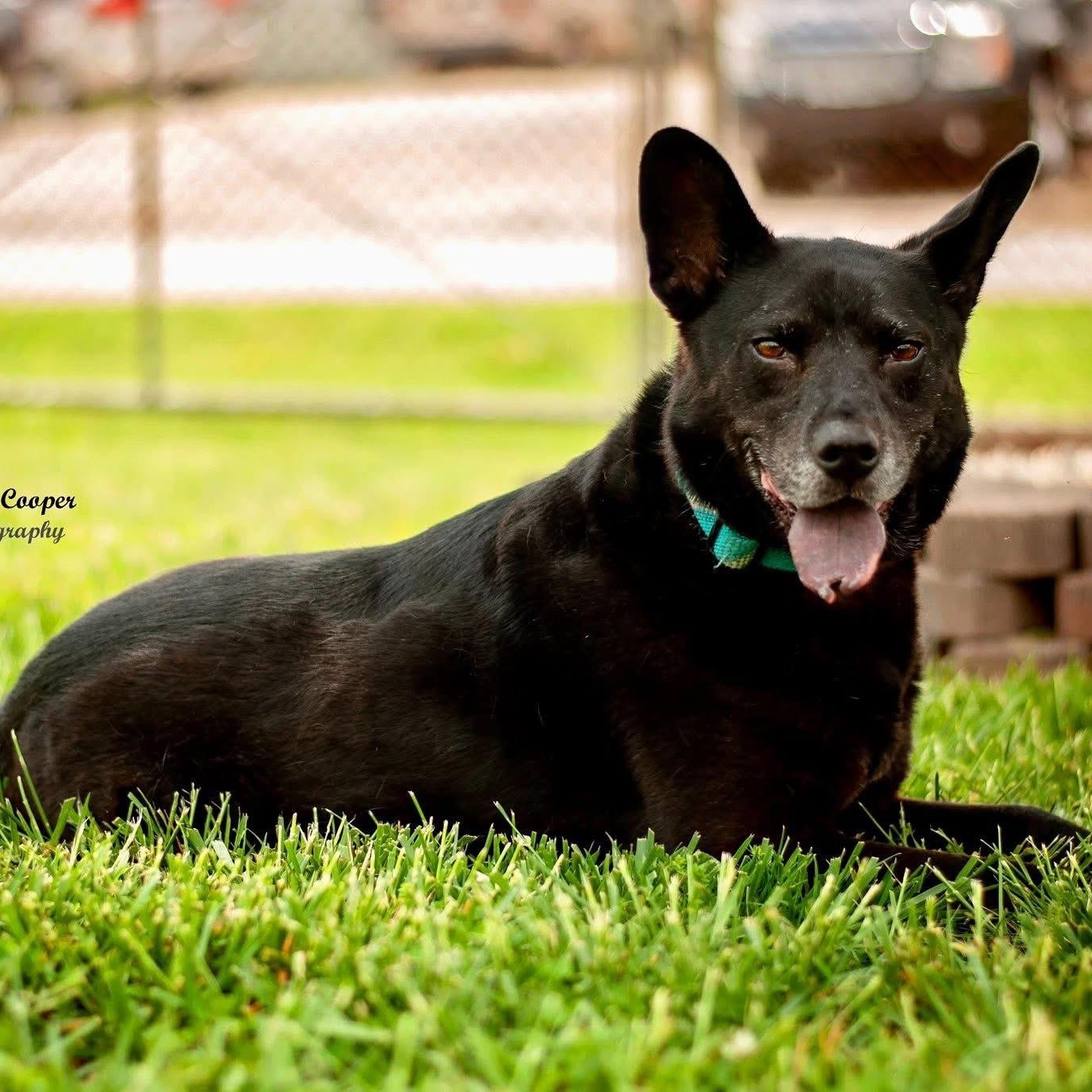 Arlo, Adoptable, Senior Male Shepherd.
