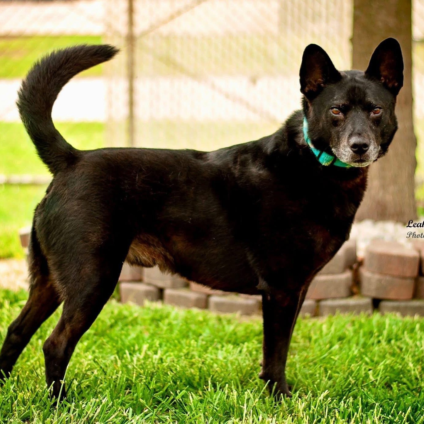 Arlo, Adoptable, Senior Male Shepherd.