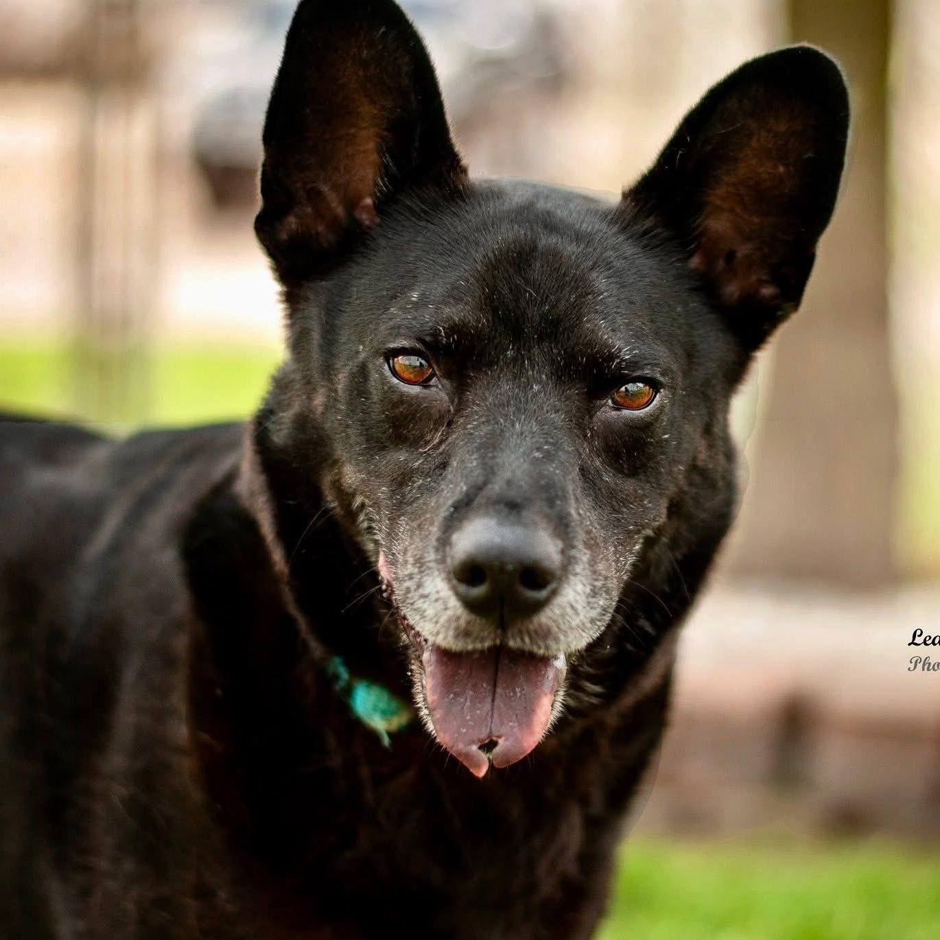 Enlarge Arlo, a Adoptable mixed breed in Henderson, KY image 3/3
