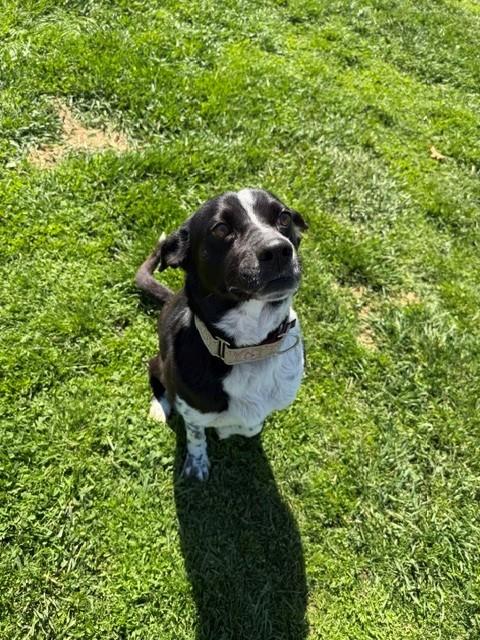 Lola, a ADOPTABLE mixed breed in Augusta, WV image 4/4