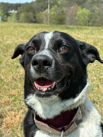 Lola, ADOPTABLE, Senior Female Cattle Dog.