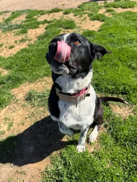 Lola, a ADOPTABLE mixed breed in Augusta, WV image 3/4