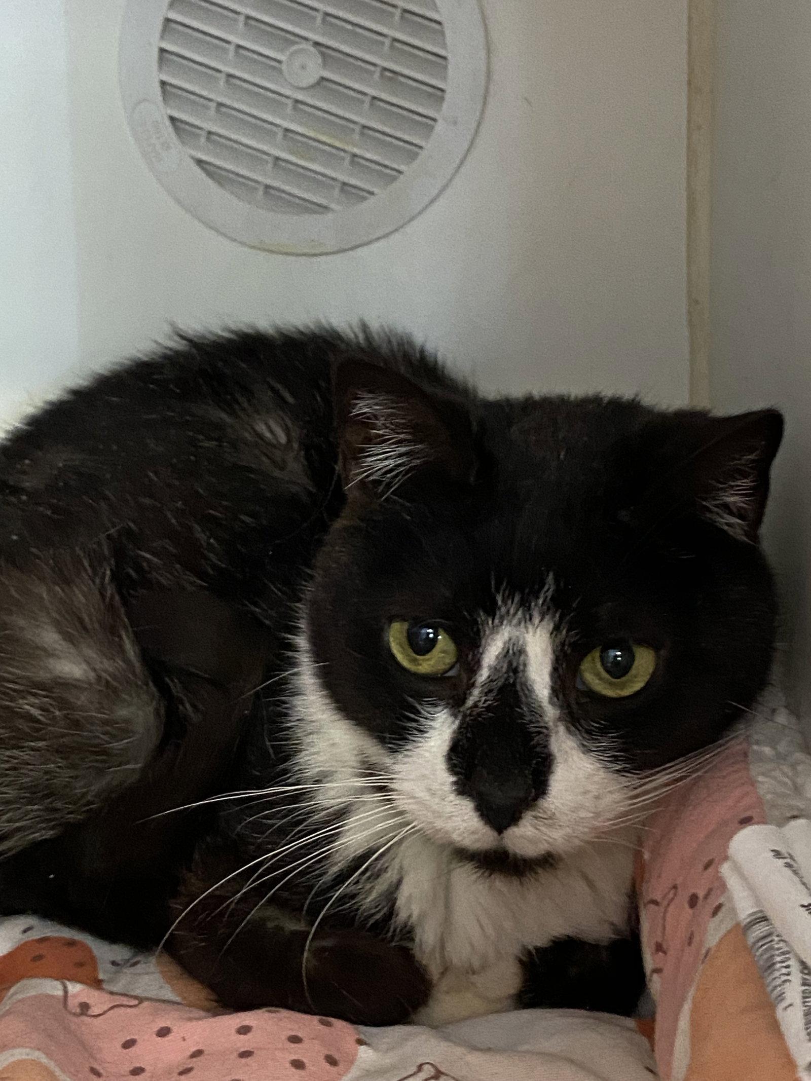 Enlarge Leif, a Adopted Domestic Short Hair in Gettysburg, PA image 1/1