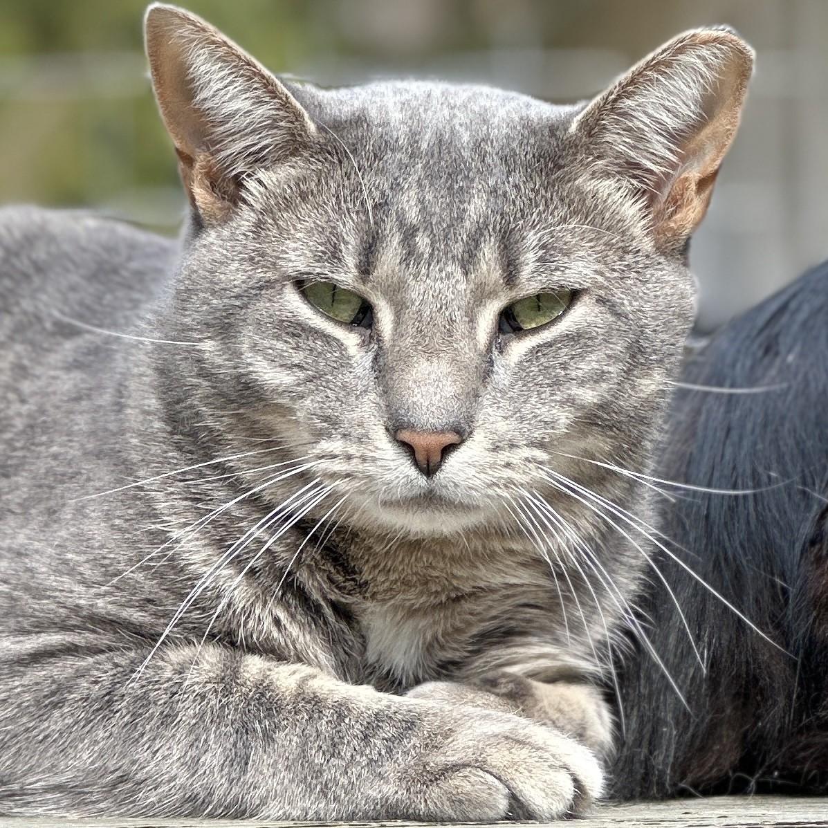 Eeyore, a Adoptable Domestic Short Hair in Victor, NY image 2/6