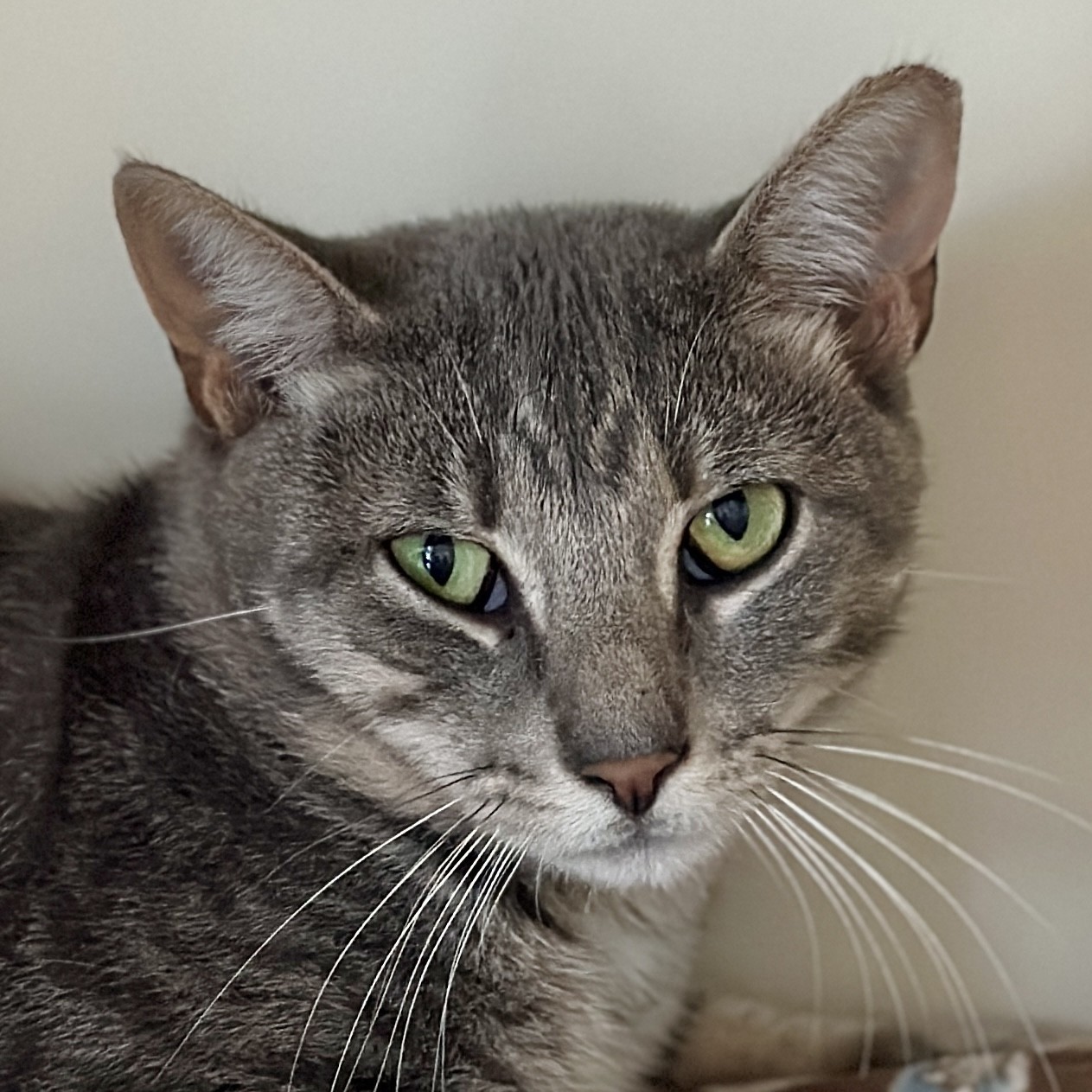 Eeyore, a Adoptable Domestic Short Hair in Victor, NY image 6/6