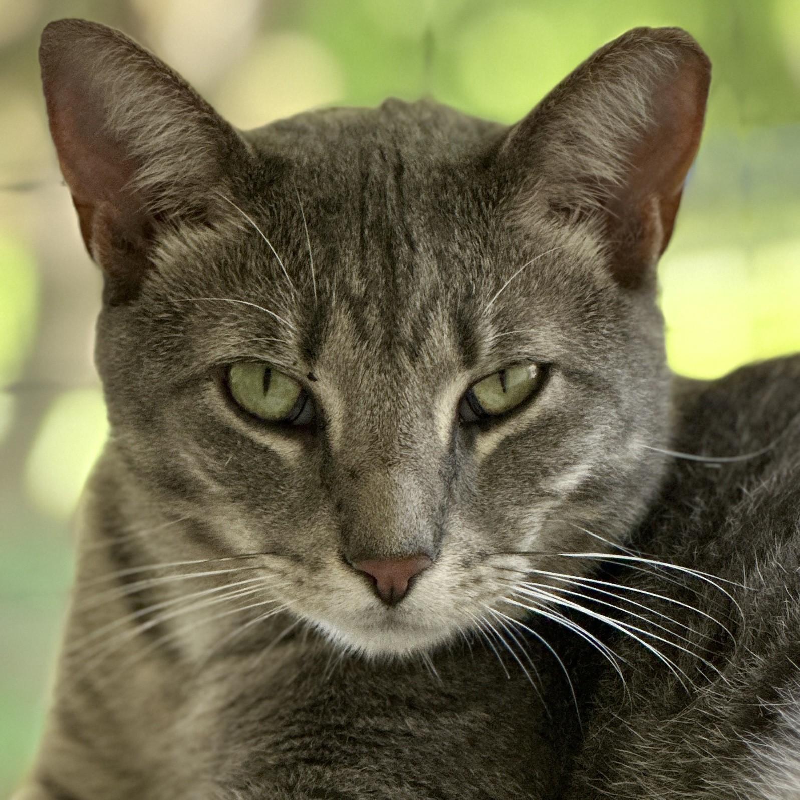 Eeyore, a Adoptable Domestic Short Hair in Victor, NY image 1/6