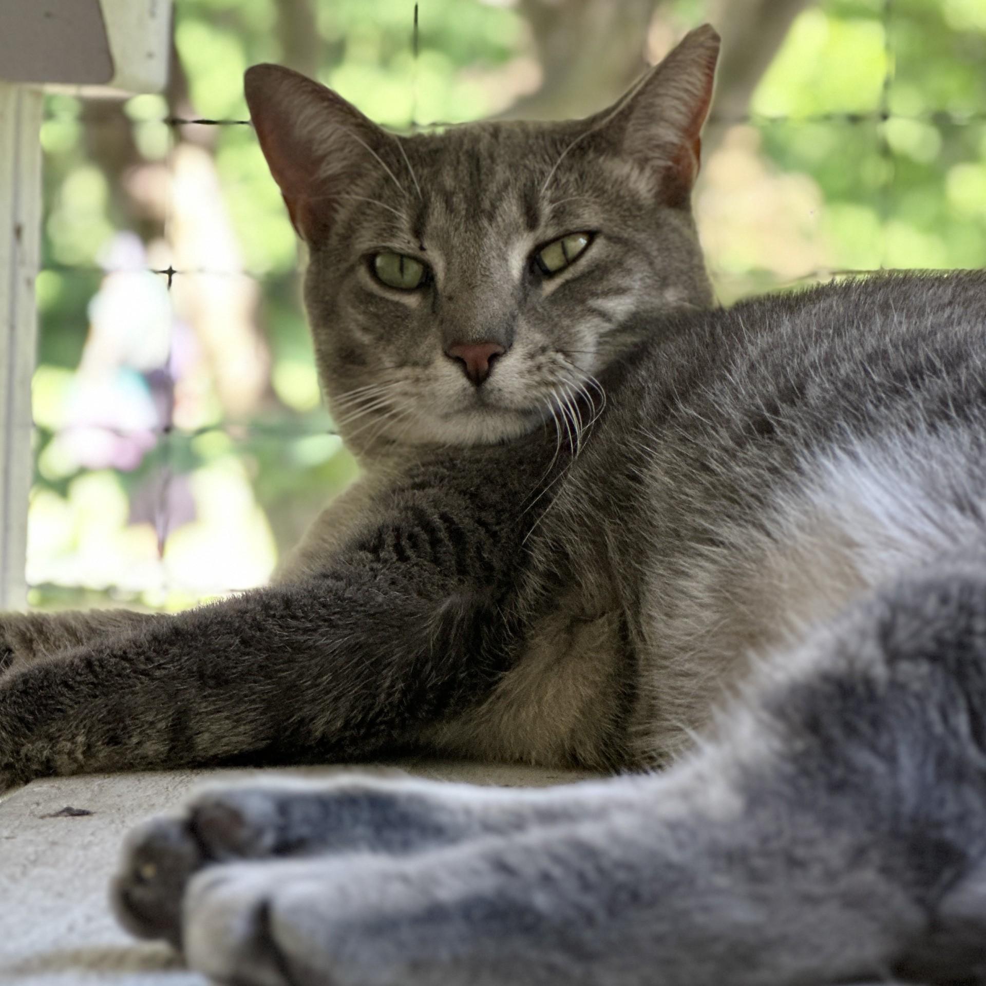 Eeyore, a Adoptable Domestic Short Hair in Victor, NY image 5/6