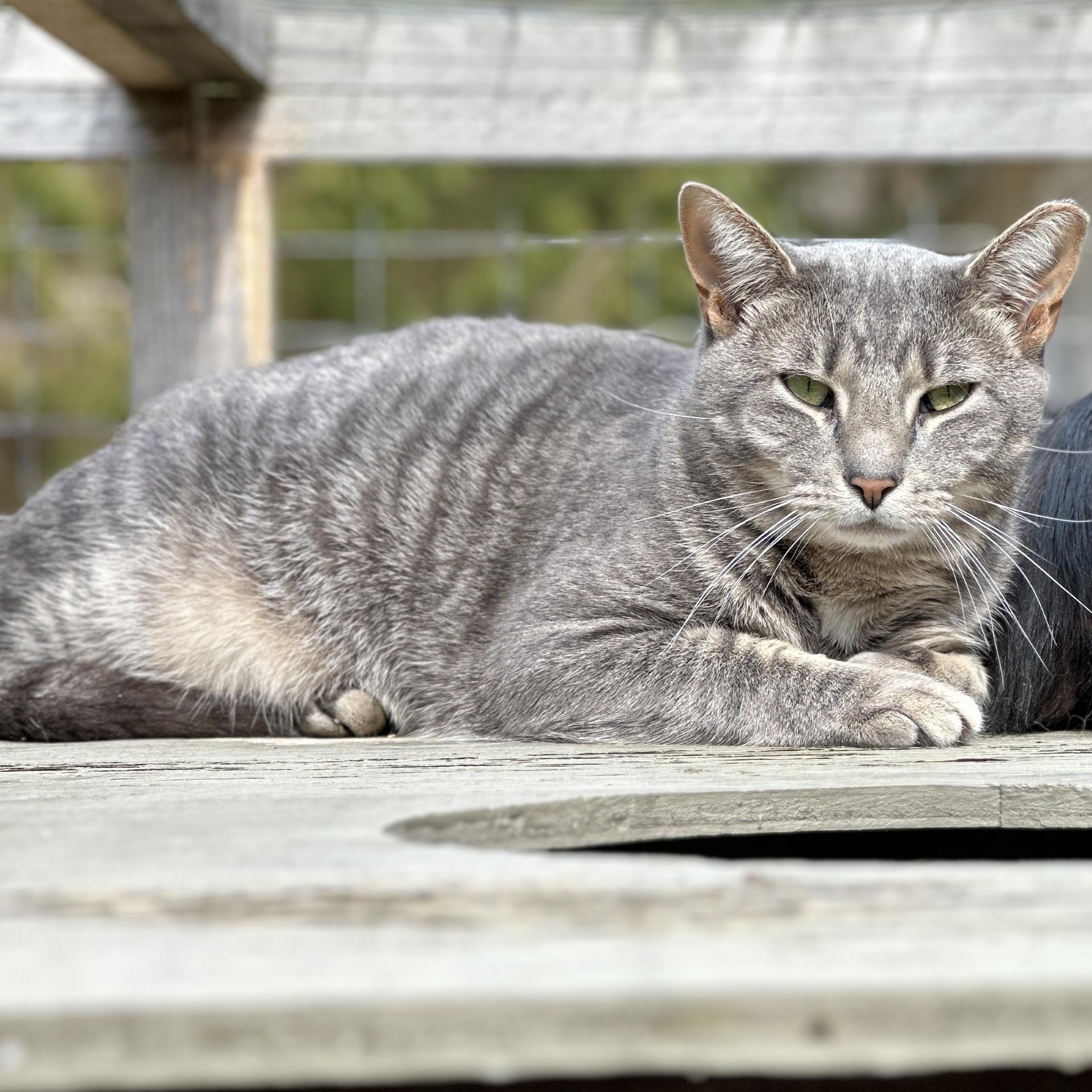 Eeyore, a Adoptable Domestic Short Hair in Victor, NY image 3/6