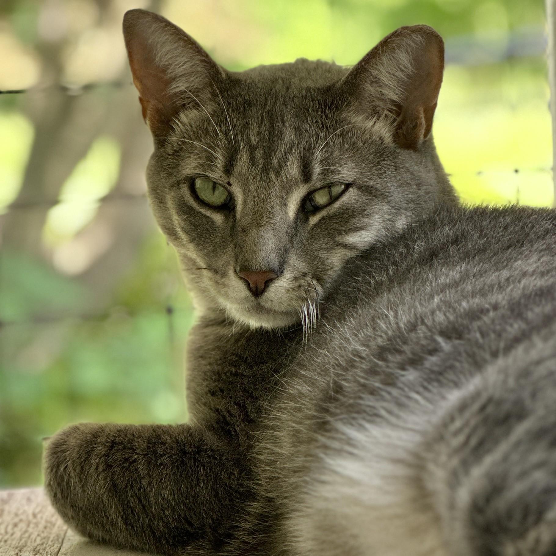 Eeyore, a Adoptable Domestic Short Hair in Victor, NY image 4/6