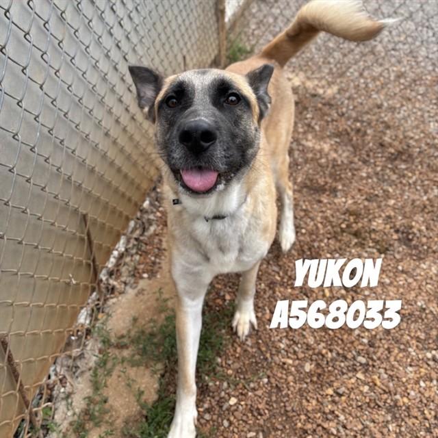 YUKON, Adoptable, Adult Male German Shepherd Dog.