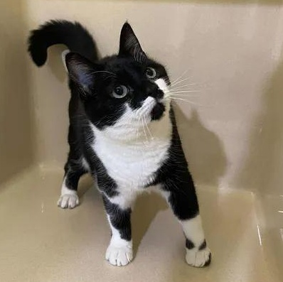 Petunia, ADOPTABLE, Adult Female Domestic Short Hair.